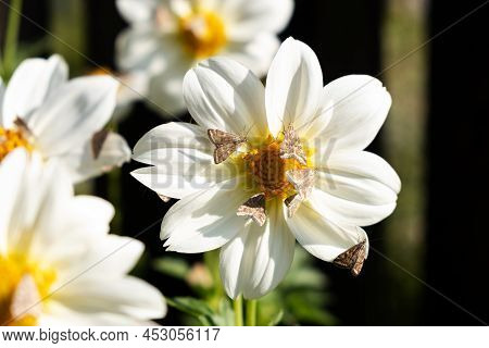 Invasion Dangerous Flying Insects On A White