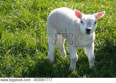 Breezand, Netherlands, March 2022. Newborn Lambs In The Meadow For The First Time.