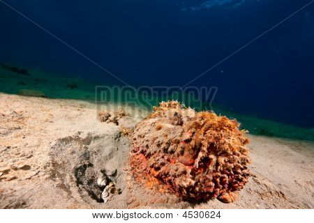 Stonefish