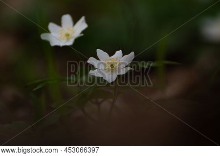 Wood Anemones Against A Blurred Background In The Forest