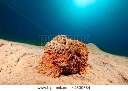 Stonefish