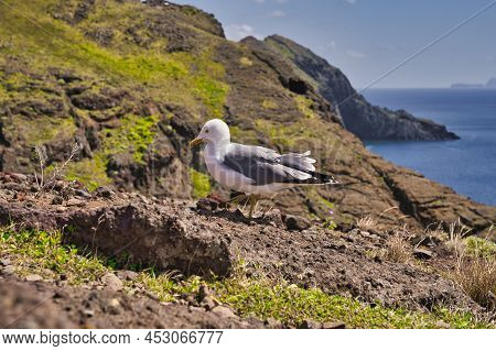 A Seagull At Ponta De Sao Lourenco, Madeira,portugal. Beautiful Scenic Mountain View Of Green Landsc