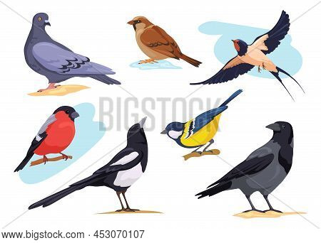 Common Birds. Cartoon Isolated City And Forest Bird Pigeons Sparrows Bullfinch Dove Goldfinch, Natur