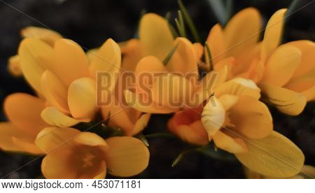 Spring Awakening In Idyllic Nature, Yellow Crocuses In A Meadow On A Blurry Dark Background, The Con