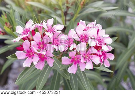 Pink Flower Of Oleander, Sweet Oleander, Rose Bay Or Nerium Oleander Bloom In The Garden Is A Thai H