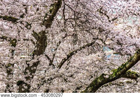 A Background Shot Of Bursting Cherry Blosssoms In Seattle, Washington.
