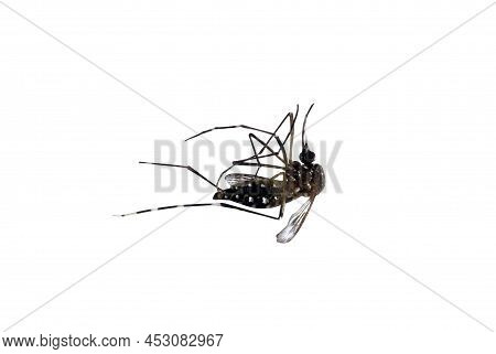 Dead Mosquitoes Isolated On White Background Close Up