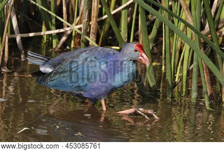 A Gray Headed Or Purple Swamphen, Porphyrio Poliocephalus Walks In A Marsh Land In Florida