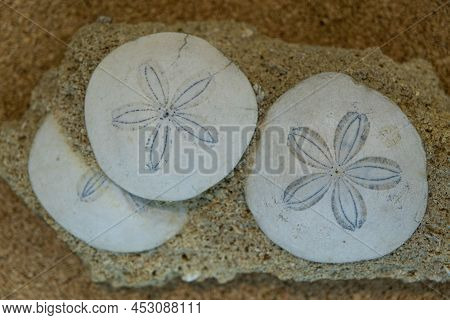 Early Neogene Era. Shells Of Sea Urchins Of The Genus Scutella. Selective Focus. Close-up, Backgroun