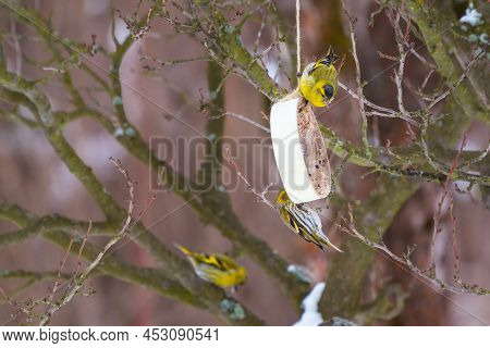 Eurasian Siskin Feeding On Seeds Hanging From A Tree Branch In A Donut-shaped Case. Little Colored B