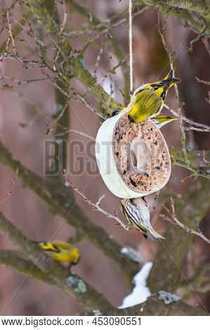 Eurasian Siskin Feeding On Seeds Hanging From A Tree Branch In A Donut-shaped Case. Little Colored B