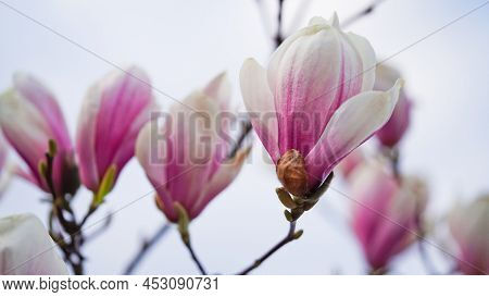 Close-up Of Pink Magnolia Flowers Against The Sky.flowering Garden,seasonal Flowers.spring Flowers,b