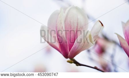 Close-up Of Pink Magnolia Flowers Against The Sky.flowering Garden,seasonal Flowers.spring Flowers,b