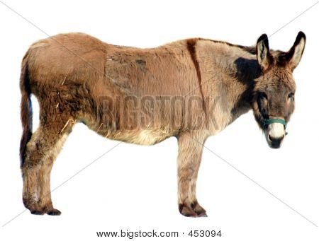 Geïsoleerde Donkey