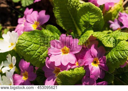 Perennial Primrose Or Primula In The Spring Garden. Spring Primroses Flowers, Primula Polyanthus. Pu