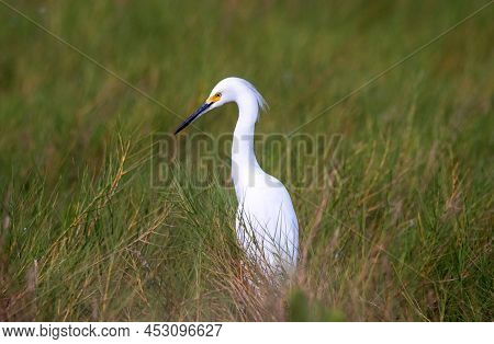 A Snowy Egret Wading Through A Salt Marsh On Merrit Island.