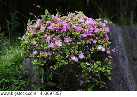Apanese Kurume Azalea (rhododendron Obtusum) Flowers. The Characteristic Of This Flowering Tree Is T