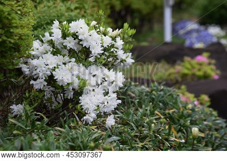 Apanese Kurume Azalea (rhododendron Obtusum) Flowers. The Characteristic Of This Flowering Tree Is T