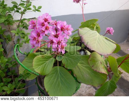 Bergenia Crassifolia Or Elephant-eared Saxifrage Or Badan Flowering Plant In The Pot.