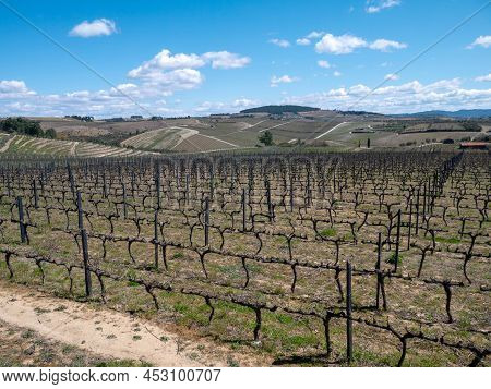 Pruned Muscat Grapevine Plants In The Douro Wine Region Of Portugal. Vineyards In The Winter Dormanc