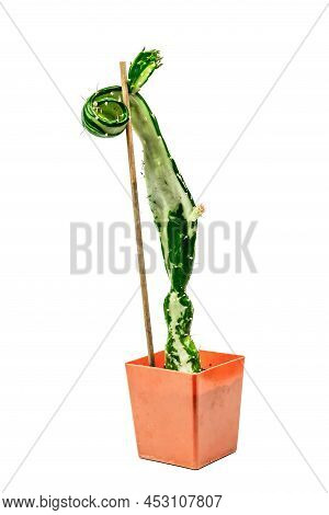 Opuntia Monacantha Variegata In A Plant Pot Isolated On White Background. Fast-growing Cactus