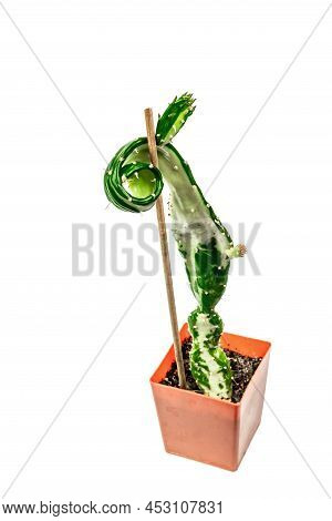Opuntia Monacantha Variegata In A Plant Pot Isolated On White Background. Fast-growing Cactus