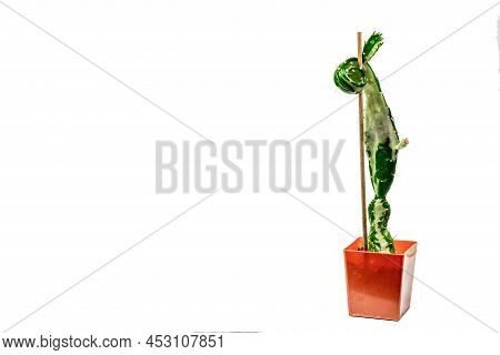 Opuntia Monacantha Variegata In A Plant Pot Isolated On White Background. Fast-growing Cactus