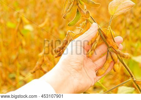 Farmer In Soybean Field. Pods Of Soybeans In A Female Hand .field Of Ripe Soybeans.the Farmer Checks