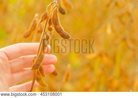 Soy.farmer In Soybean Field. Pods Of Ripe Soybeans In A Female Hand .field Of Ripe Soybeans.the Farm