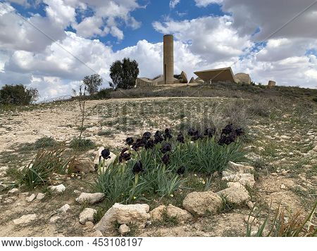 Beer Sheva, Israel - March 03, 2022: Wild Black Irises Bloom Near The Monument In The Memory Of The 