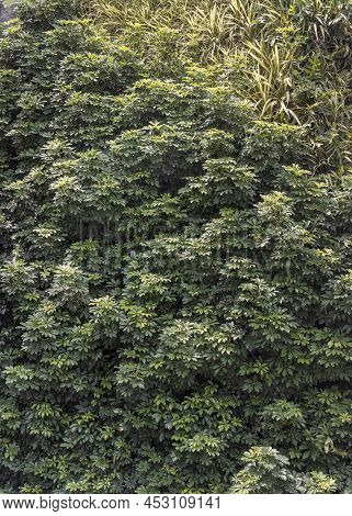 Greenery Leaves Background Of Allamanda Cathartica Or Apocynaceae Is A Beautiful Plant In Garden. Co