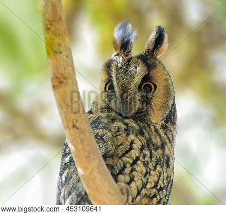 Long Eared Owl Perched On A Branch In Jordan