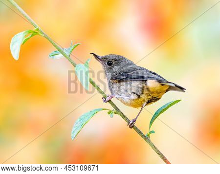 Cinnamon Bellied Flowerpiercer Sitting On A Branch