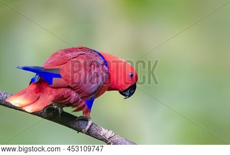 Electus Parrot Perched On A Tree Trunk