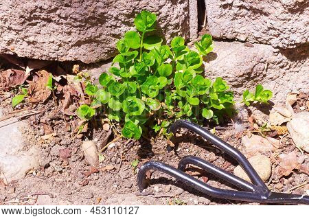 Green Plant Sprouts Growing From Soil Among Decorative Landscape Rocks And Hand Cultivator Rake Gard
