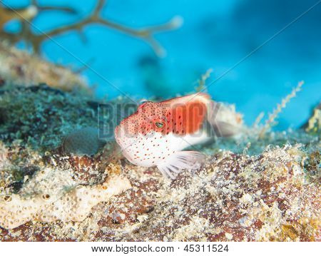 A Coral Reef szeplős Hawfish