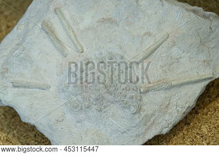 Early Neogene Era. Shells Of Sea Urchins Of The Genus Scutella. Selective Focus. Close-up, Backgroun