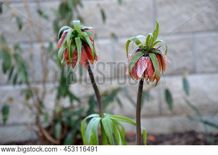Large Perennials With Red Bells Flowers Along With A Yellow Narcissus Flower In A Bark Mulched Flowe