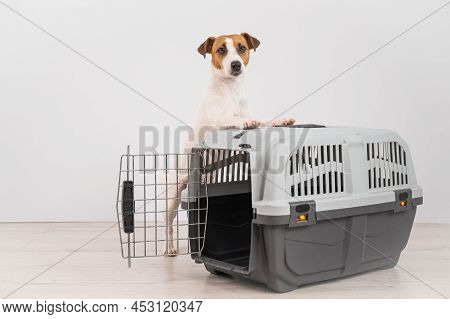 Jack Russell Terrier Dog Put His Paws On A Travel Box.