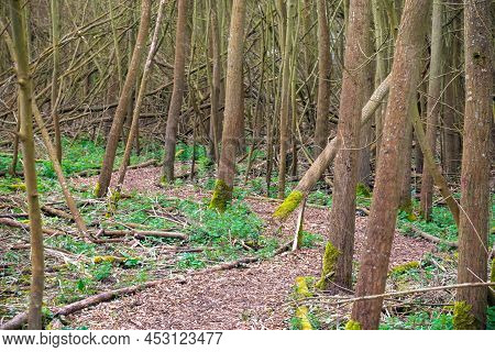 Trail Through A Wood Around Cotswolds In England