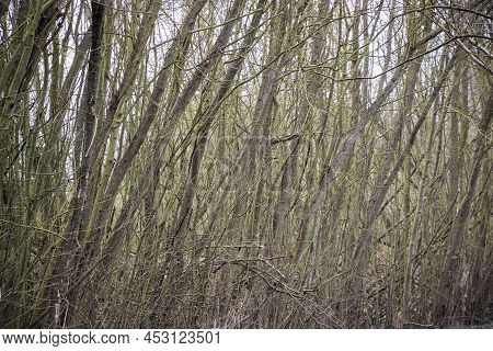 Woodland With Bare Trees In Cotswold, England For Background Use