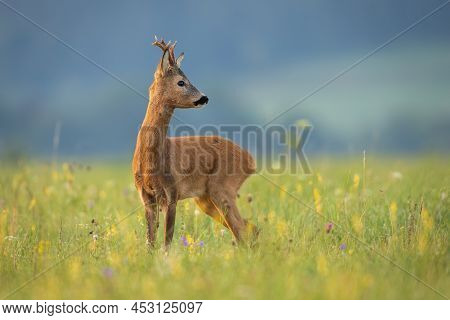 Alert Roe Deer Buck Looking Back Over Shoulder On A Green Meadow With Flowers.