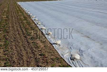 Growing Strawberries On The Farm In The Field. Double Rows Of Growing Seedlings Are Covered With Whi