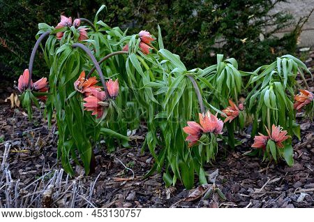 Large Perennials With Red Bells Flowers Along With A Yellow Narcissus Flower In A Bark Mulched Flowe