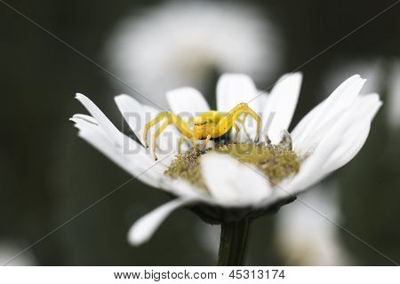 Araña amarilla en flor