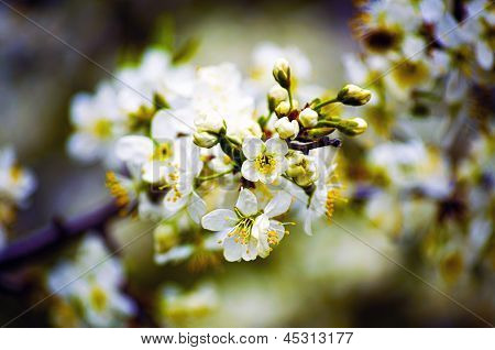 Flor de primavera