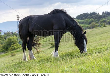 Beautiful Black Horse Grazing In A Meadow In Spring.