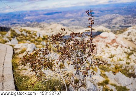 Summer Mountain Landscape At National Park Lovcen, Montenegro. Sunny Summer Day