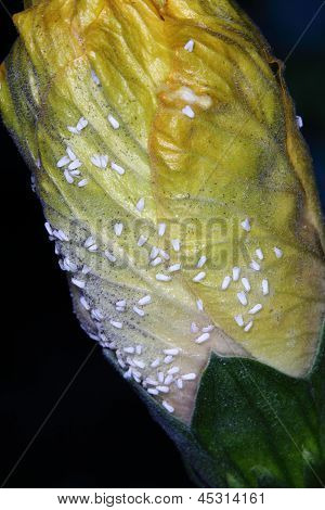 Mealybugs roślin