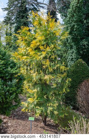 Calocedrus Decurrens Aureovariegata  Tree In Spring In Poland